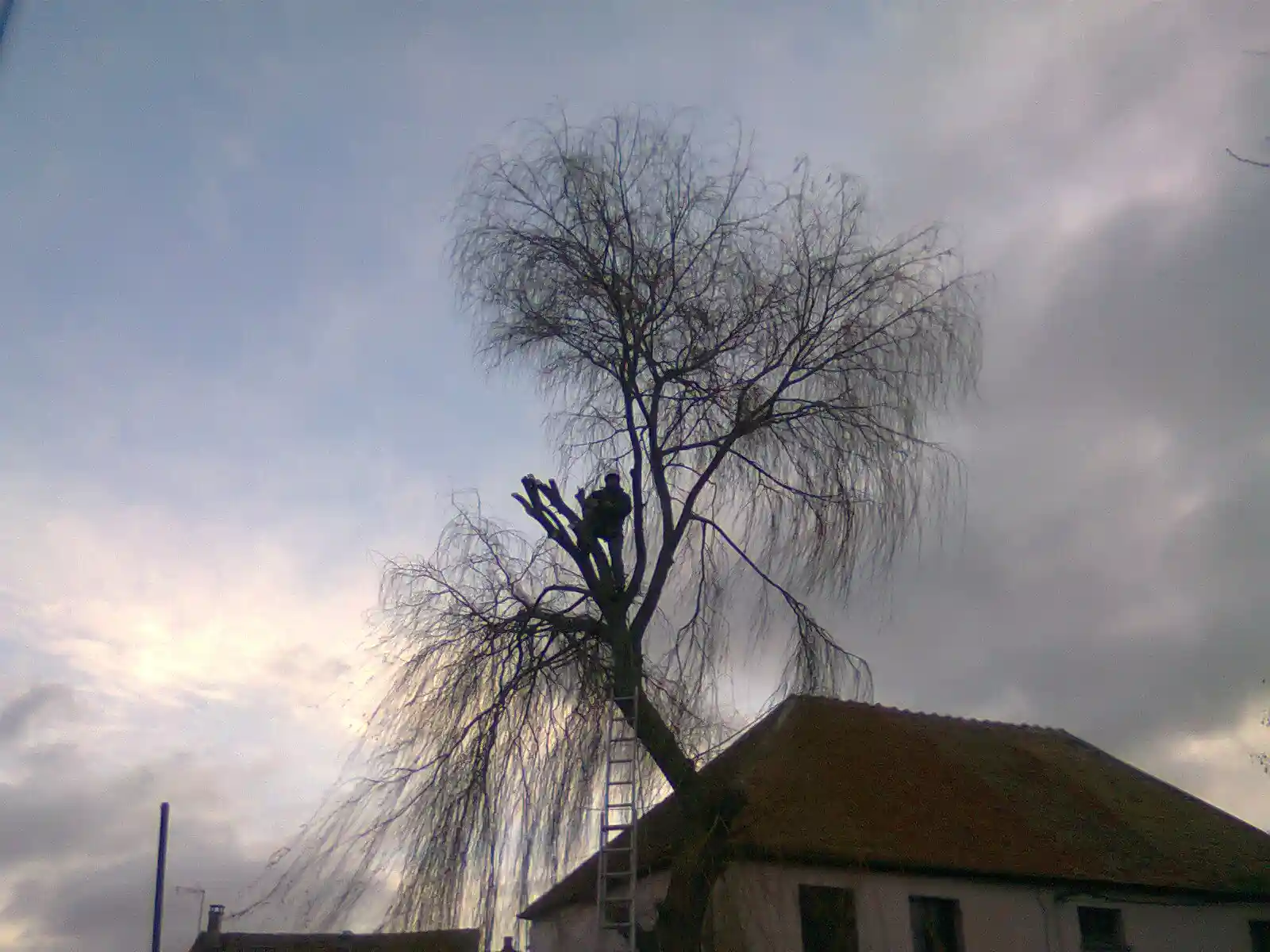 Élagage